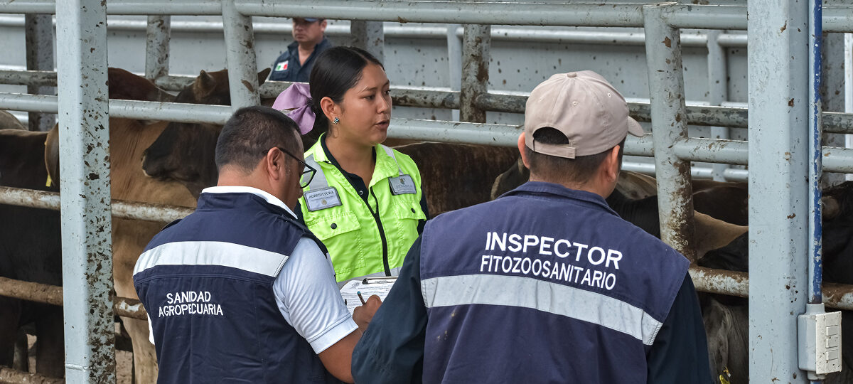 Sin control gusano barrenador