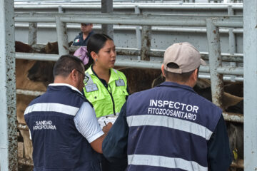 Sin control gusano barrenador