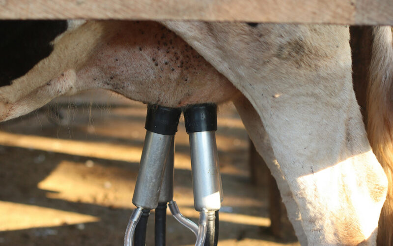 Leche mexicana genera 570 mil millones de pesos