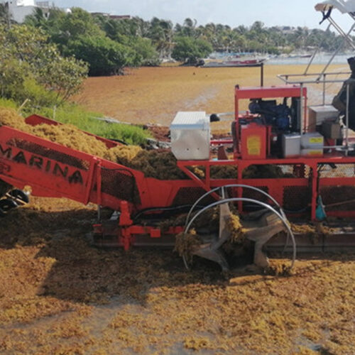 Sargazo daño similar al huracán Wilma