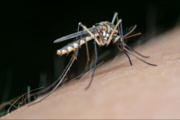 Estrategia contra el dengue en América Latina