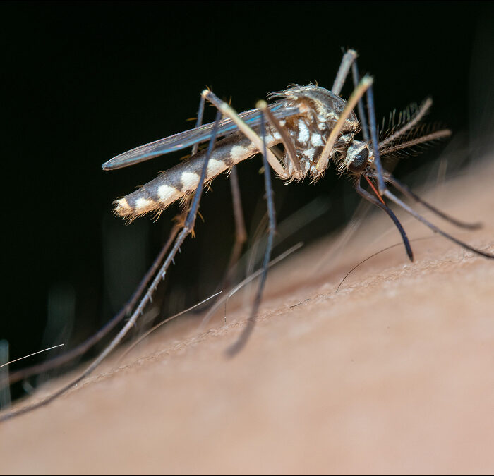 Estrategia contra el dengue en América Latina