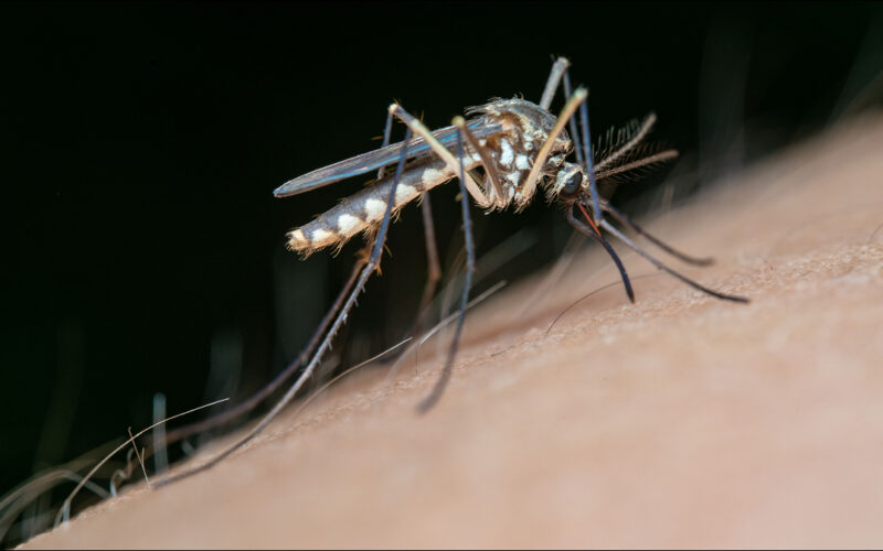 Estrategia contra el dengue en América Latina